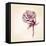 Hand Drawn Roses-VladisChern-Framed Stretched Canvas