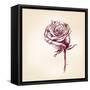 Hand Drawn Roses-VladisChern-Framed Stretched Canvas