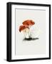 Hand Drawn Rufous Milkcap Mushroom-Biodiversity Heritage Library-Framed Giclee Print