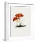 Hand Drawn Rufous Milkcap Mushroom-Biodiversity Heritage Library-Framed Giclee Print