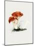 Hand Drawn Rufous Milkcap Mushroom-Biodiversity Heritage Library-Mounted Giclee Print