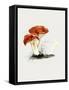 Hand Drawn Rufous Milkcap Mushroom-Biodiversity Heritage Library-Framed Stretched Canvas