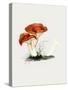 Hand Drawn Rufous Milkcap Mushroom-Biodiversity Heritage Library-Stretched Canvas