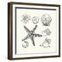 Hand- Drawn Shells Set-Angelina Stoykova-Framed Art Print