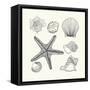 Hand- Drawn Shells Set-Angelina Stoykova-Framed Stretched Canvas