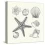 Hand- Drawn Shells Set-Angelina Stoykova-Stretched Canvas