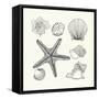 Hand- Drawn Shells Set-Angelina Stoykova-Framed Stretched Canvas