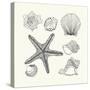 Hand- Drawn Shells Set-Angelina Stoykova-Stretched Canvas