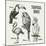 Hand Drawn Sketch Black and White Vintage Exotic Tropical Birds Set. Vector Illustration Isolated O-Pim-Mounted Art Print