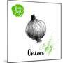 Hand Drawn Sketch Onion. Farm Fresh Vegetables Poster.-Sketch Master-Mounted Art Print