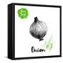 Hand Drawn Sketch Onion. Farm Fresh Vegetables Poster.-Sketch Master-Framed Stretched Canvas