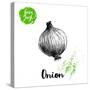 Hand Drawn Sketch Onion. Farm Fresh Vegetables Poster.-Sketch Master-Stretched Canvas