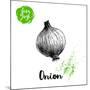 Hand Drawn Sketch Onion. Farm Fresh Vegetables Poster.-Sketch Master-Mounted Art Print