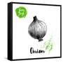 Hand Drawn Sketch Onion. Farm Fresh Vegetables Poster.-Sketch Master-Framed Stretched Canvas