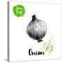 Hand Drawn Sketch Onion. Farm Fresh Vegetables Poster.-Sketch Master-Stretched Canvas