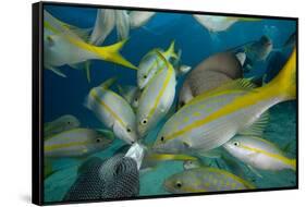 Hand Feeding of Saltwater Fish.-Stephen Frink-Framed Stretched Canvas