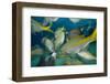 Hand Feeding of Saltwater Fish.-Stephen Frink-Framed Photographic Print