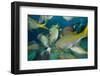 Hand Feeding of Saltwater Fish.-Stephen Frink-Framed Photographic Print