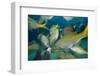 Hand Feeding of Saltwater Fish.-Stephen Frink-Framed Photographic Print