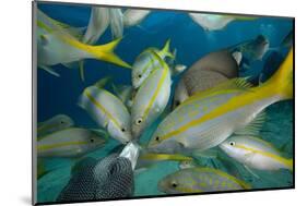 Hand Feeding of Saltwater Fish.-Stephen Frink-Mounted Photographic Print