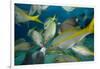 Hand Feeding of Saltwater Fish.-Stephen Frink-Framed Photographic Print