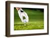 Hand Hold Golf Ball with Tee on Course, Close-Up-Kzenon-Framed Photographic Print