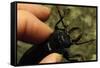 Hand Holding a Giant Stag Beetle-W. Perry Conway-Framed Stretched Canvas