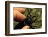Hand Holding a Giant Stag Beetle-W. Perry Conway-Framed Photographic Print