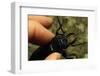 Hand Holding a Giant Stag Beetle-W. Perry Conway-Framed Photographic Print