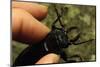 Hand Holding a Giant Stag Beetle-W. Perry Conway-Mounted Photographic Print