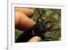 Hand Holding a Giant Stag Beetle-W. Perry Conway-Framed Photographic Print