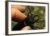 Hand Holding a Giant Stag Beetle-W. Perry Conway-Framed Photographic Print