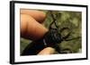 Hand Holding a Giant Stag Beetle-W. Perry Conway-Framed Photographic Print