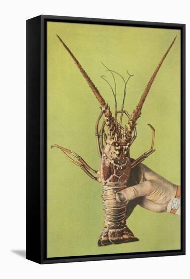 Hand Holding Lobster-null-Framed Stretched Canvas