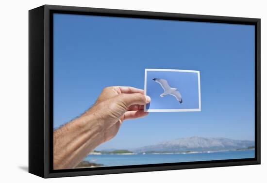 Hand Holding Photograph Depicting Seagull, Lumbarda, Korcula Island, Croatia-Guido Cozzi-Framed Stretched Canvas