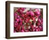 Hand Holding Small Rose Heads, Delhi, India-Peter Adams-Framed Photographic Print