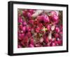 Hand Holding Small Rose Heads, Delhi, India-Peter Adams-Framed Photographic Print