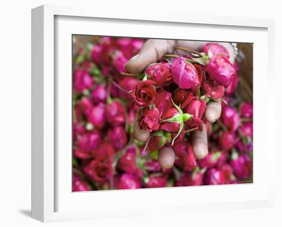 Hand Holding Small Rose Heads, Delhi, India-Peter Adams-Framed Photographic Print