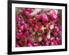 Hand Holding Small Rose Heads, Delhi, India-Peter Adams-Framed Photographic Print