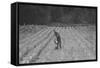 Hand Irrigation on Small Rented Subsistence Farm.-Dorothea Lange-Framed Stretched Canvas