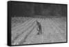 Hand Irrigation on Small Rented Subsistence Farm.-Dorothea Lange-Framed Stretched Canvas