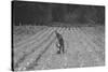Hand Irrigation on Small Rented Subsistence Farm.-Dorothea Lange-Stretched Canvas