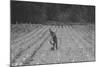 Hand Irrigation on Small Rented Subsistence Farm.-Dorothea Lange-Mounted Art Print