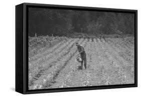 Hand Irrigation on Small Rented Subsistence Farm.-Dorothea Lange-Framed Stretched Canvas
