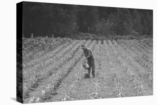 Hand Irrigation on Small Rented Subsistence Farm.-Dorothea Lange-Stretched Canvas