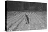 Hand Irrigation on Small Rented Subsistence Farm.-Dorothea Lange-Stretched Canvas