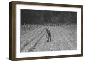 Hand Irrigation on Small Rented Subsistence Farm.-Dorothea Lange-Framed Art Print