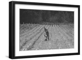 Hand Irrigation on Small Rented Subsistence Farm.-Dorothea Lange-Framed Art Print