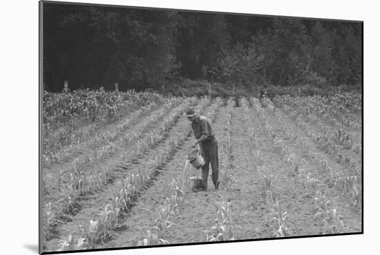 Hand Irrigation on Small Rented Subsistence Farm.-Dorothea Lange-Mounted Art Print