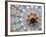 Hand-Painted Oxcart Wheel, Costa Rica-Darrell Gulin-Framed Photographic Print